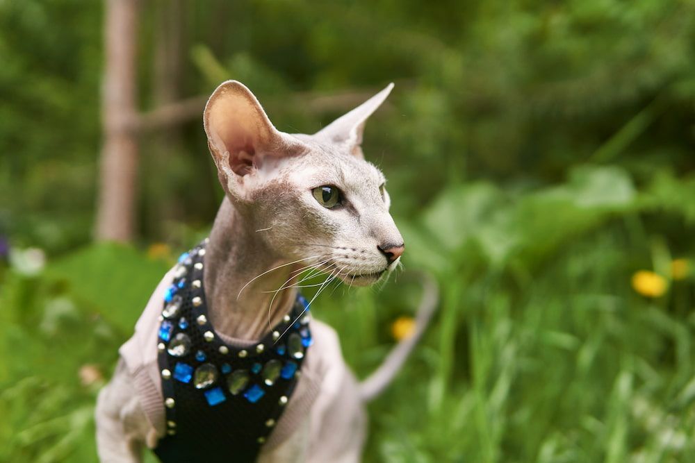 peterbald cat outdoor