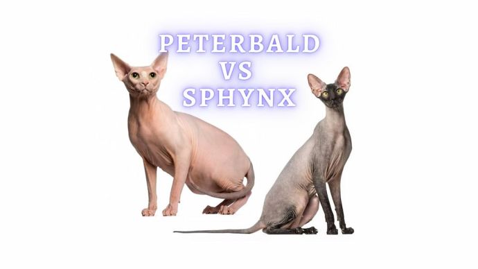 peterbald vs sphynx