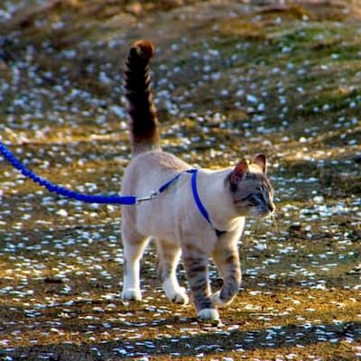 petsafe come with me kitty harness and bungee leash