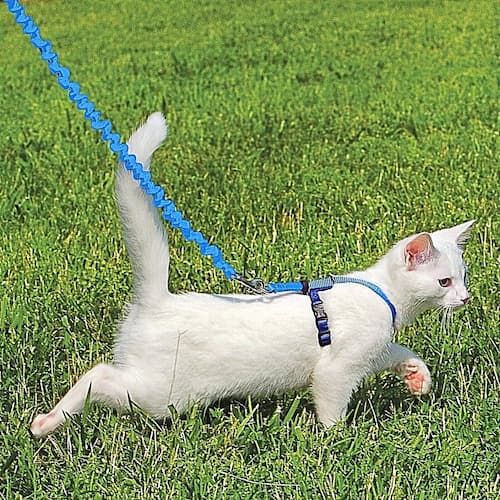 petsafe come with me kitty nylon cat harness and bungee leash