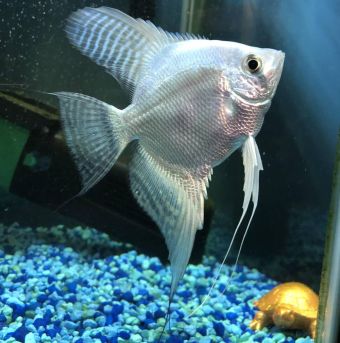 Types Of Angelfish: Angelfish Types You Should Know About - ThePets