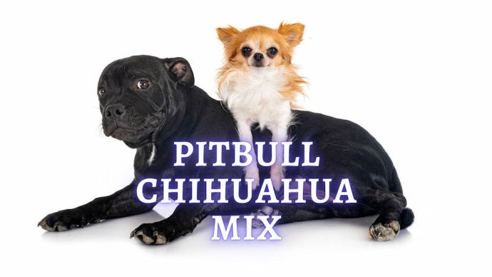 pitbull chihuahua mix