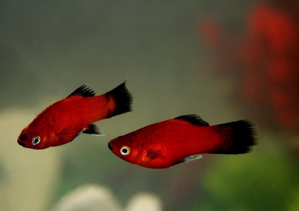 platy fish easiest fish to breed