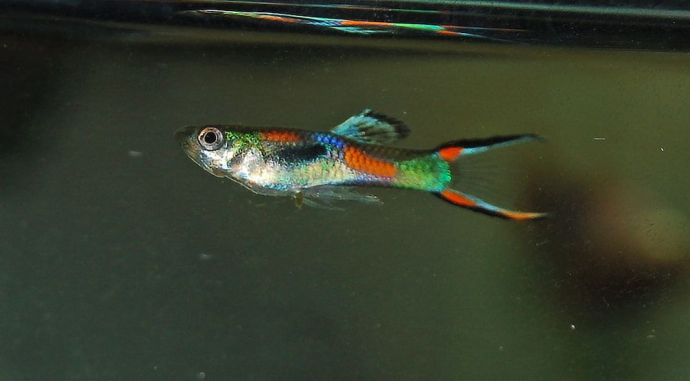 Guppy Fish Types by by Tail Shape, Colors and Patterns