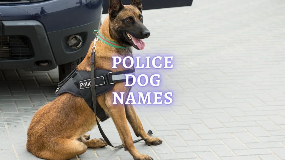 Police Dog Names Cool Name Ideas For Your K9 Pup Police Dog Names Cool Name Ideas For Your K9 Pup