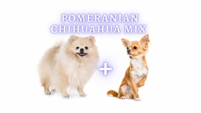 pomeranian chihuahua mix