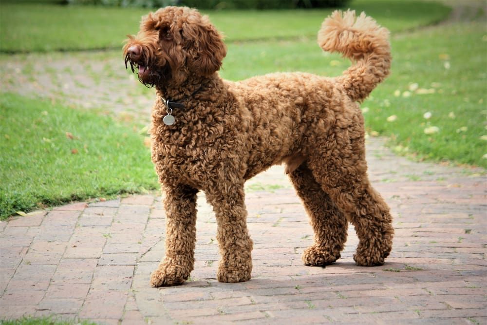 poodle traits in bernedoodle