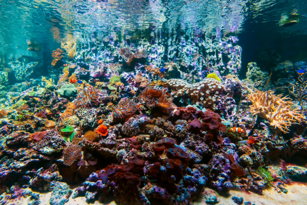 Most Popular Saltwater Aquarium Fish: Beautiful Reef Aquarium Fish