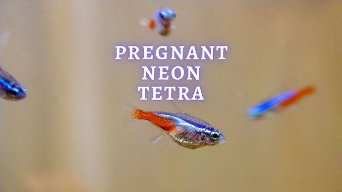 pregnant neon tetra