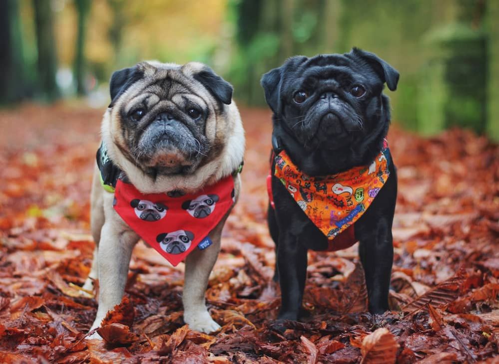 Friendliest Dog Breeds 12 Super Friendly Dog Breeds