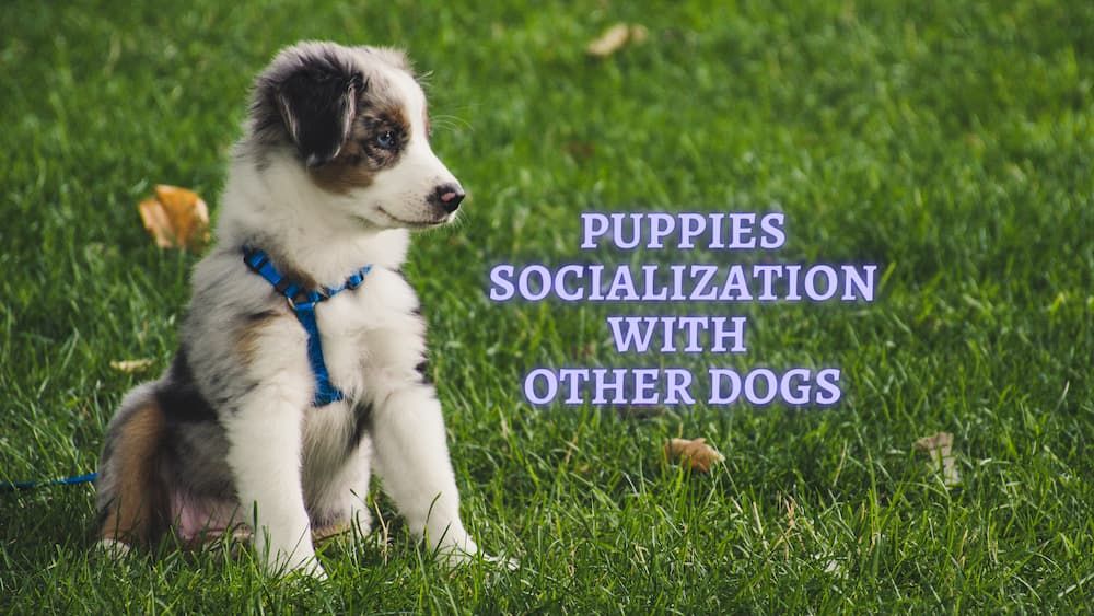 puppies socialization with other dogs