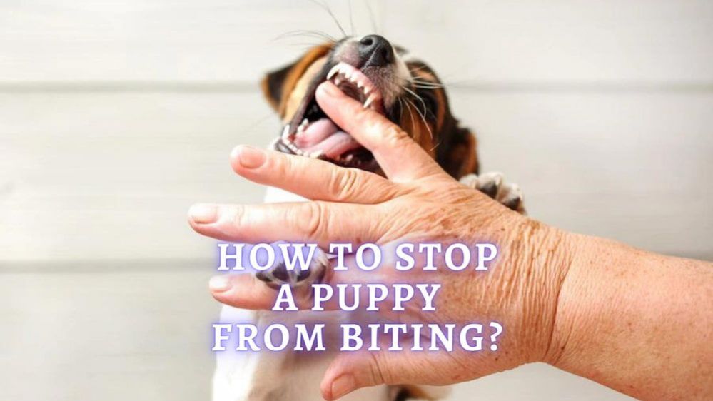 How To Stop Puppy Biting? Advice on Stopping Puppy Biting