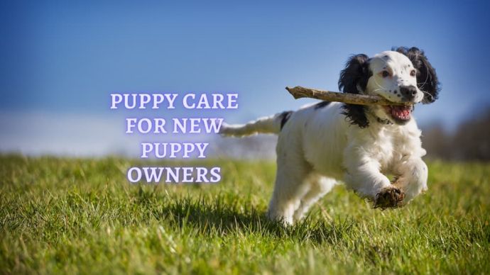 puppy care 101 what to know about puppy care