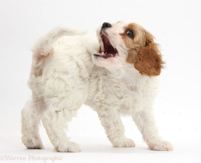 puppy chasing his tail