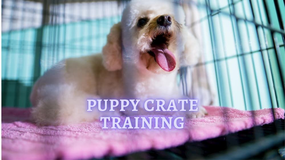 puppy crate training advice