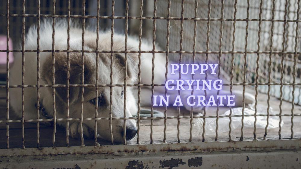 ᐉ Puppy Crying in Crate How to stop Puppy crying in Crate at Night