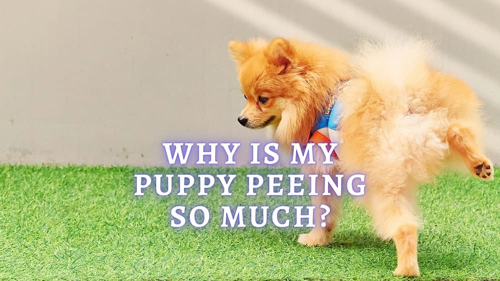 puppy pees a lot