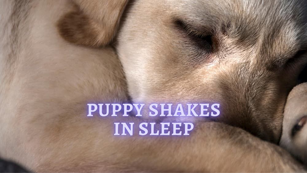 puppy shakes in their sleep