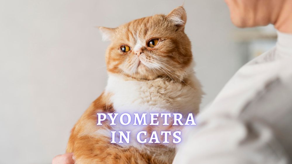 Pyometra In Cats What Is Pyometra in Cats and How to Treat It?