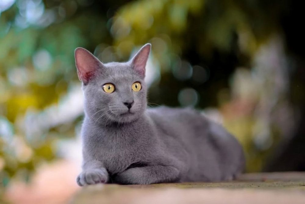 A Raas cat sitting on steps