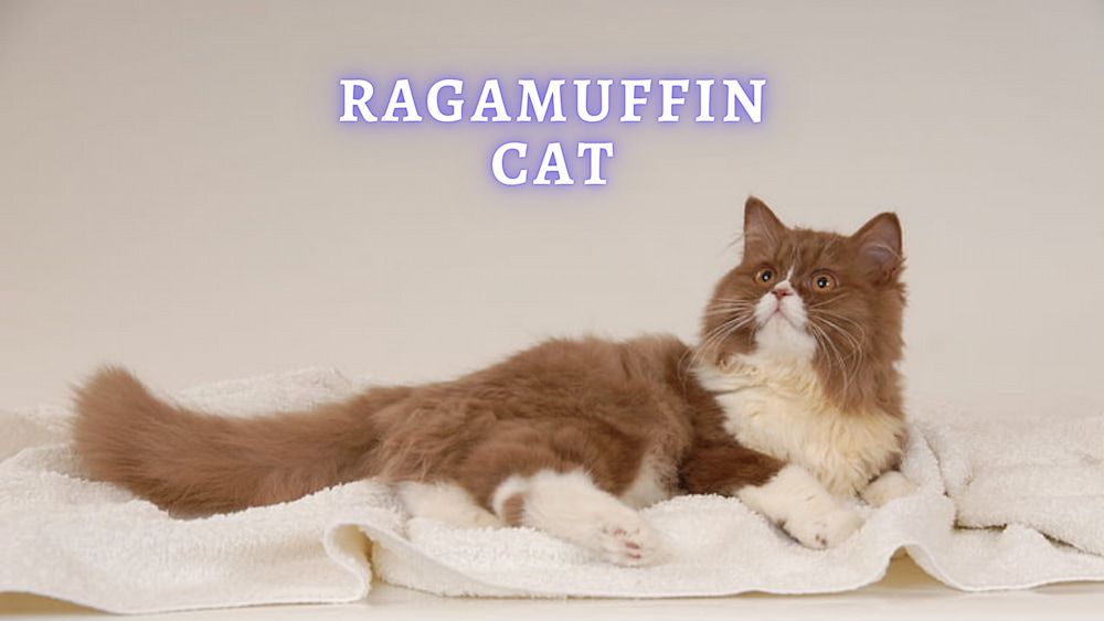 ragamuffin cat breed