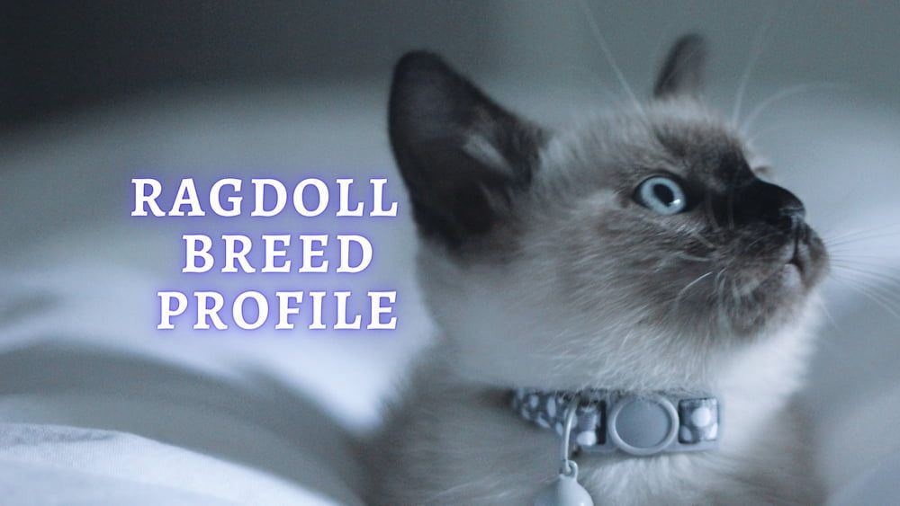 ragdoll cat breed profile