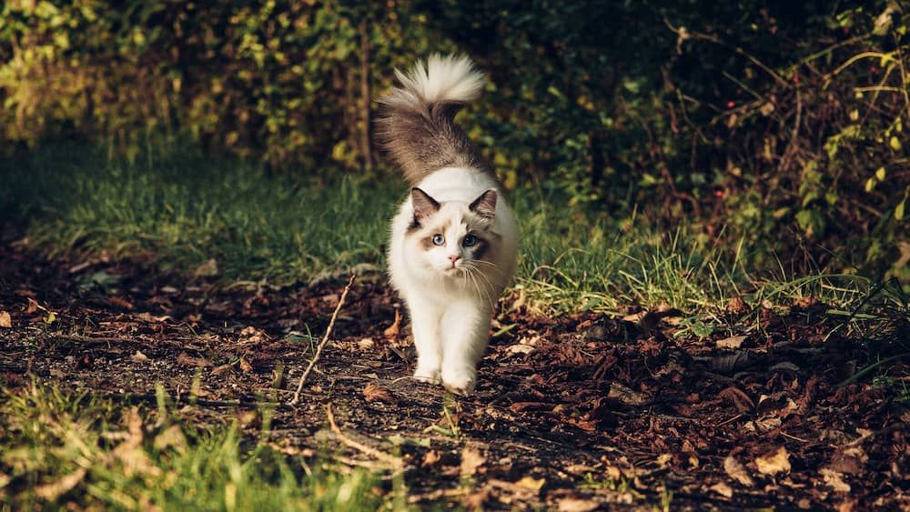 ragdoll cat portrait