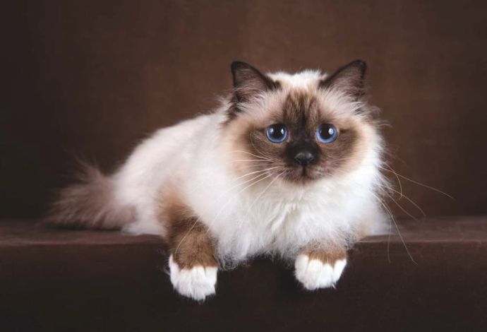 ≡ Ragdoll Cat Breed: Personality, Rescue, Adoption, Size, Cost