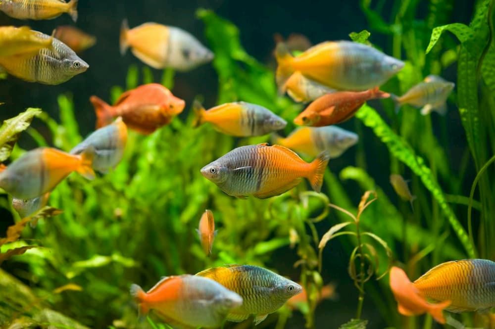 rainbowfish freshwater aquarium fish