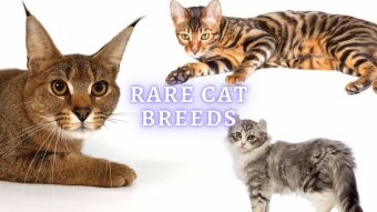 Rare Cat Breeds: 15 Exotic Rare Breeds