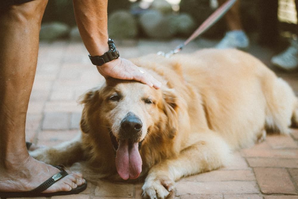 reasons a dog may sit at your feet