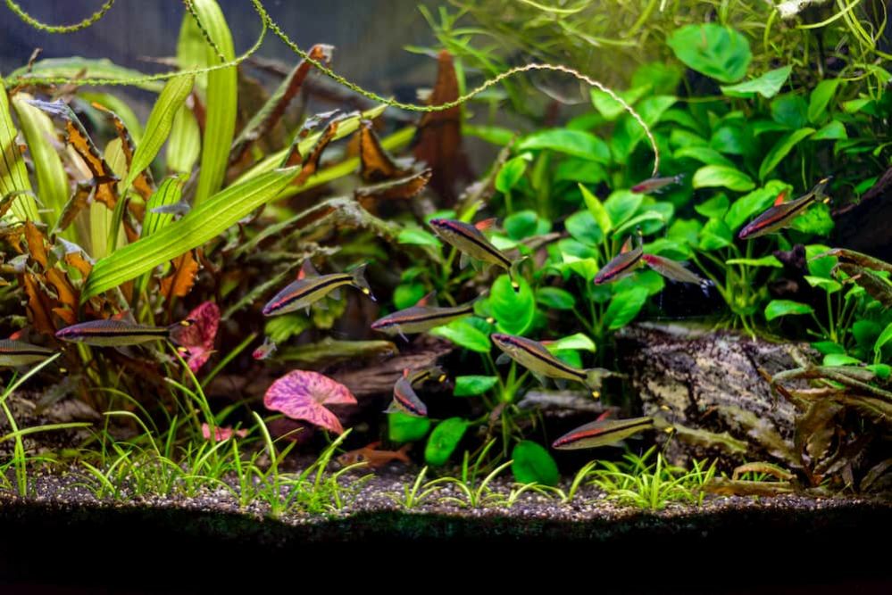 Cyanobacteria in Aquarium How to get rid of Blue Green Algae in Planted Tank