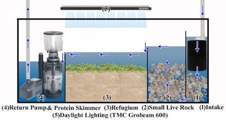 refugium for saltwater aquarium guide