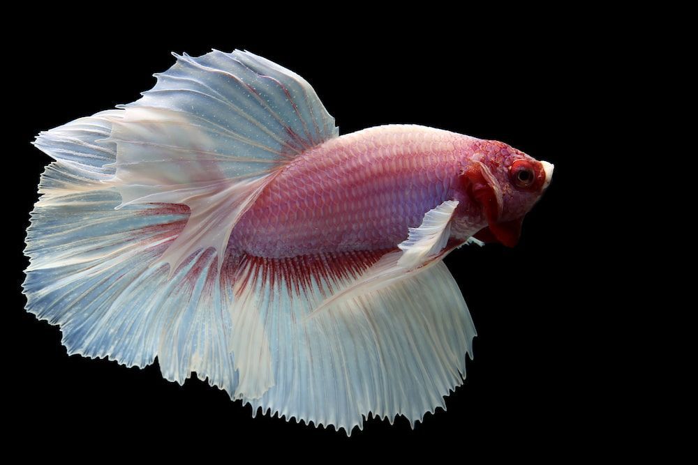 Do Betta Fish Need a Heater and Filter in Their Tank? - PetHelpful