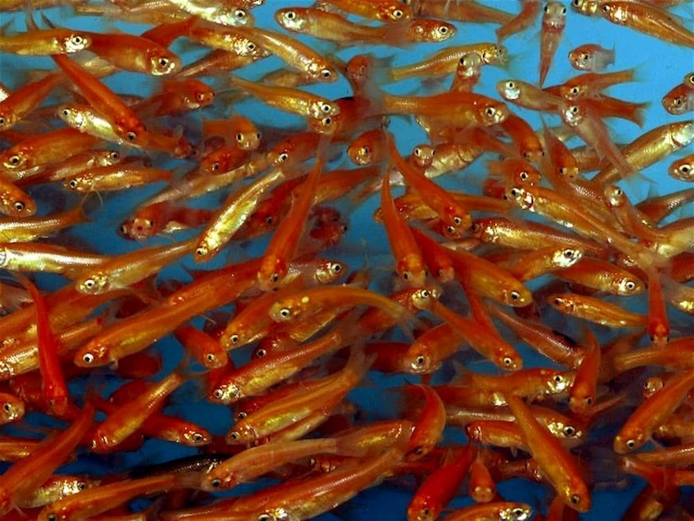 rosy red minnows fishes easiest breeding
