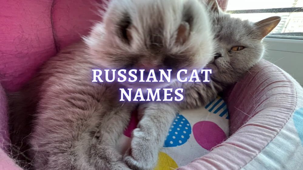 100+ Russian Cat Names