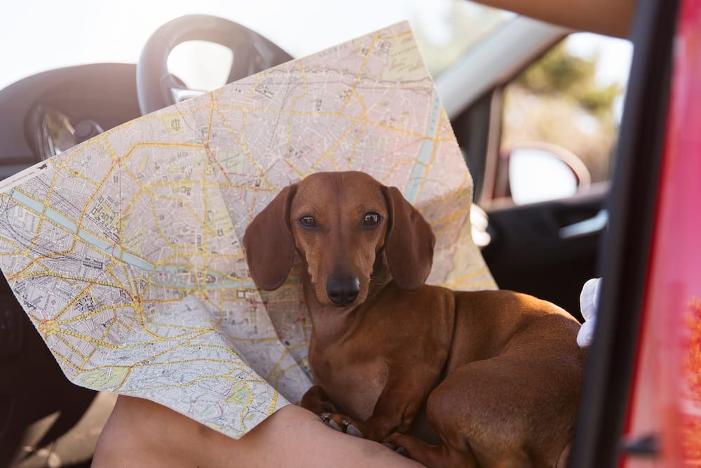 safe traveling with a dog by car