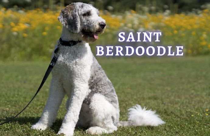 saint berdoodle dog breed