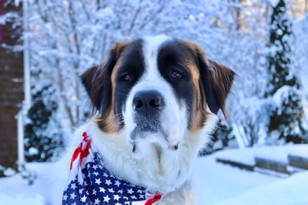 saint bernard dog