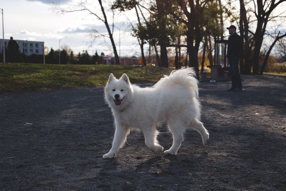 samoyed dog