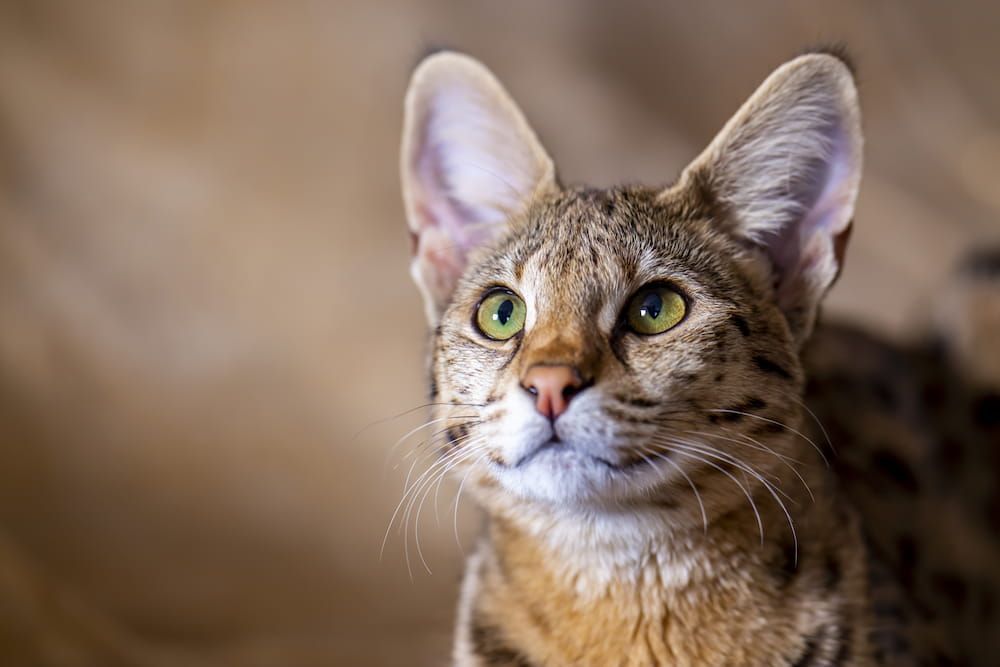 savannah cat portrait