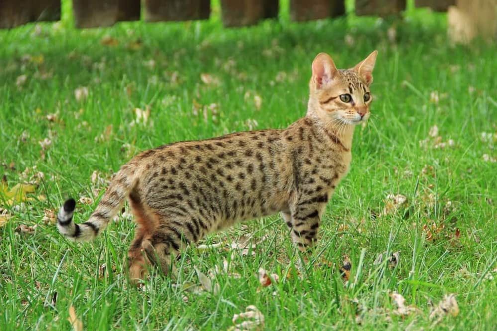 Large Cat Breeds 10 Biggest Cat Breeds You Can Own