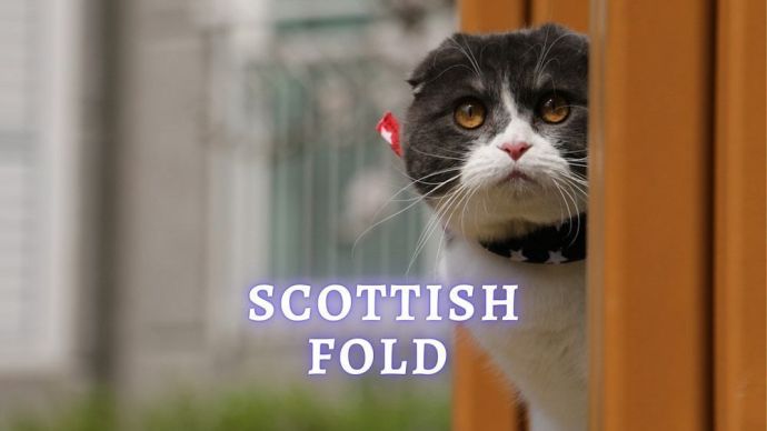 scottish fold cat breed
