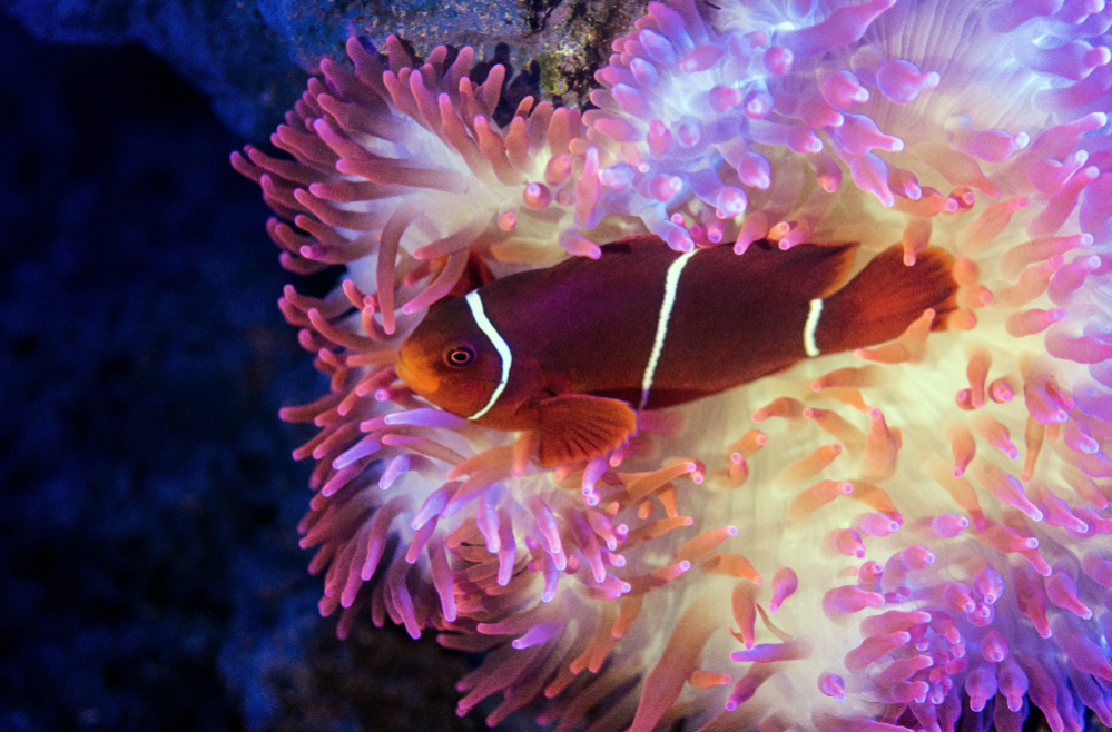 =>Anemone Tank Setup Guide to Keep Anemone in Fish Reef Aquarium