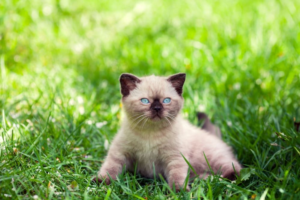 Seal Point Siamese Are Seal Point Siamese Cats Hypoallergenic?