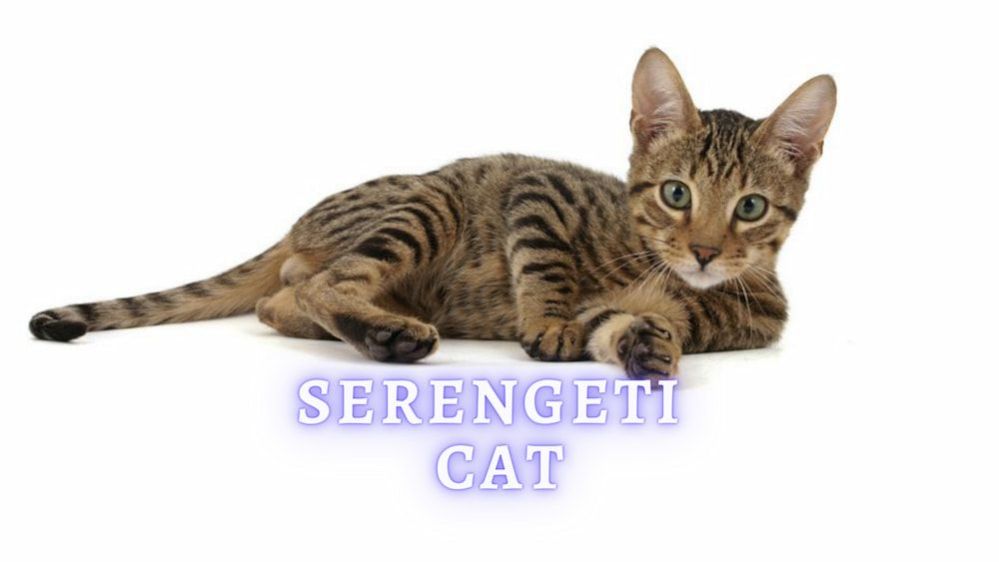 Serengeti Cat Breed History, Temperament and Care