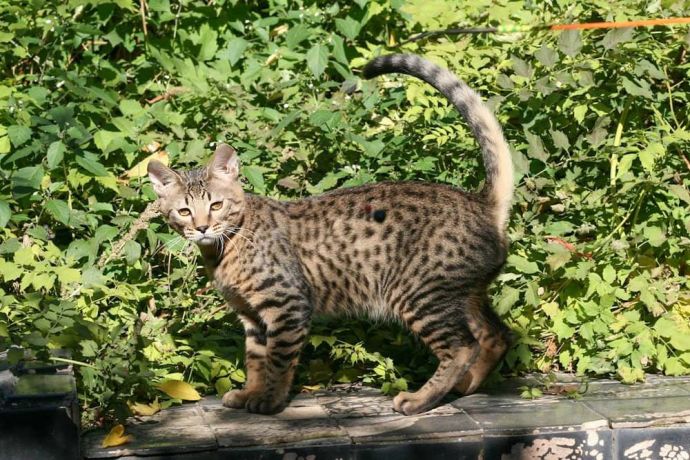 Serengeti Cat Breed History, Temperament and Care