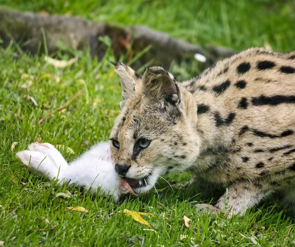 serval cat diet