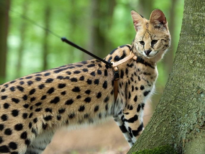 Serval: Are Serval Cats Good Pets?