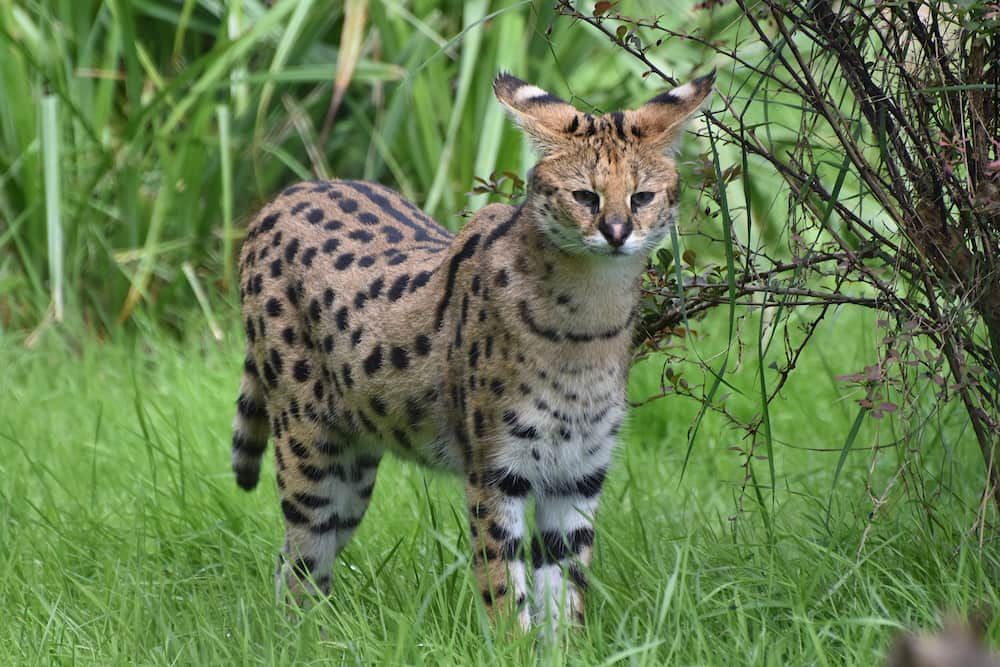 serval cat pets